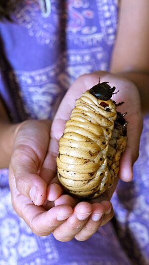 Archivo:Hercules beetle (larva)