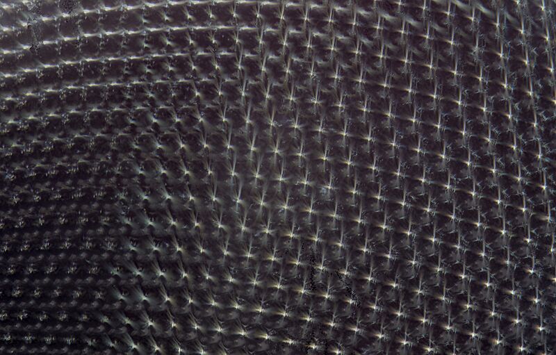 Housefly eye