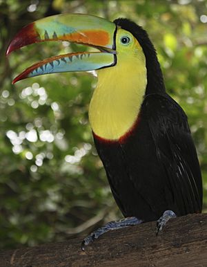 Archivo:Keel-billed toucan