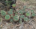 Mammillaria magnimamma (Cactaceae) - Biznaga de chilitos