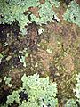 Mangeao2267bark