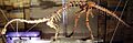 Massospondylus 1 NHM2