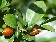 Murraya paniculata fruits closeup.jpg
