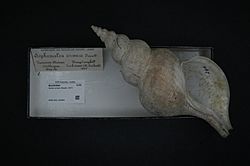 Naturalis Biodiversity Center - RMNH.MOL.200894 - Penion ormesi (Powell, 1927) - Buccinidae - Mollusc shell.jpeg