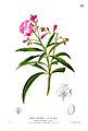 Nerium oleander Blanco1.37