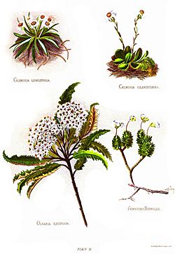 Nfnz d139 group of four plants.jpg