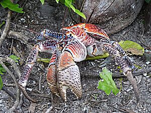 Archivo:Palmyra Atoll National Wildlife Refuge, Pacific Islands (6109853163)