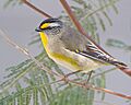 Pardalotus striatus - Risdon Brook