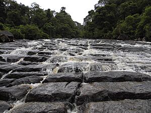 Archivo:Parque Cueva de los Guacharos 1