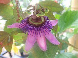 Archivo:Passiflora picturata4