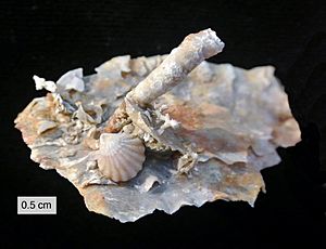 Archivo:Permian Silicified Sclerobionts