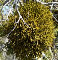 Phoradendron juniperinum 2