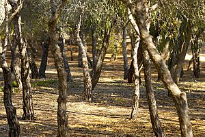 Archivo:Pinos