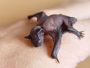 Archivo:Pipistrellus pipistrellus baby