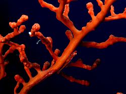Pleurosicya mossambica (Coral gobies) on soft coral.jpg