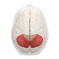 Posterior lobe of cerebellum -- 05