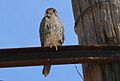 Prairie Falcon