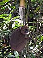 Prolemur simus Cedric Girard-Buttoz
