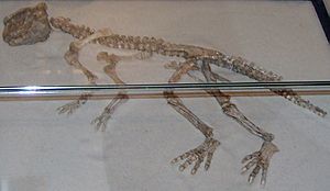 Archivo:Psittacosaurus meileyingensis Copenhagen