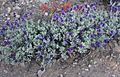 Purple sage Salvia dorii plant