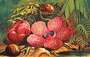 Archivo:Rafflesia-arnoldii