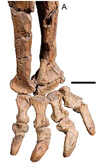 Rhoetosaurus Leg.jpg