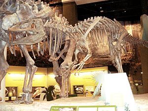 Archivo:Saurophaganax skeleton