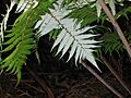 Silver Fern