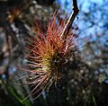 Southern Needleleaf (Tillandsia setacea) (8245285662)