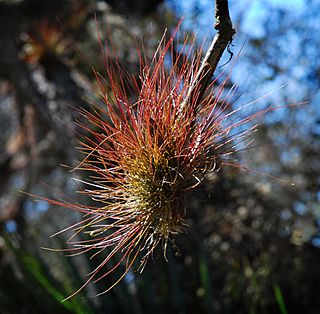 Southern Needleleaf (Tillandsia setacea) (8245285662).jpg