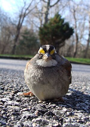 Archivo:Sparrow, White throated