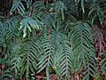 Starr 050107-2831 Phlebodium aureum