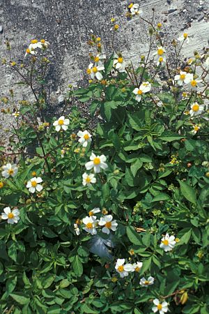 Archivo:Starr 990514-0706 Bidens alba var. radiata