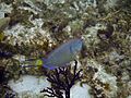 Stoplight Parrotfish