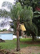 Syagrus romanzoffiana in Park Ceret São Paulo 002