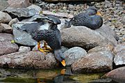 Archivo:Tachyeres pteneres (Fuegian Steamer Duck - Magellan-Dampfschiffente) - Weltvogelpark Walsrode 2012-07