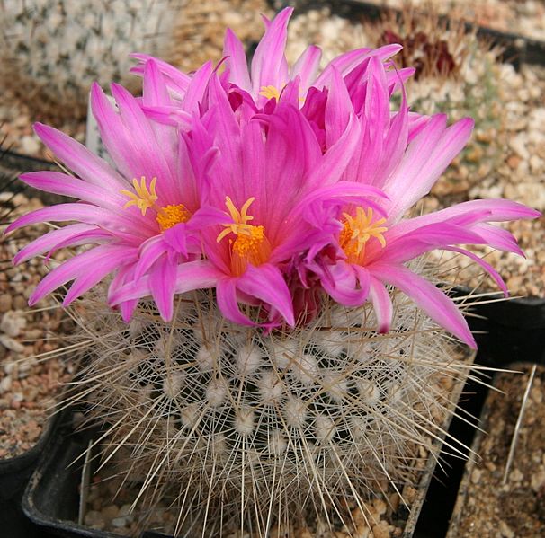Thelocactus macdowellii