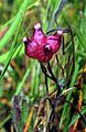 Trifoliumdepauperatum