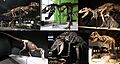Tyrannosauridae Diversity2