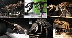 Tyrannosauridae Diversity2.jpg