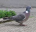Wood pigeon side 9l07