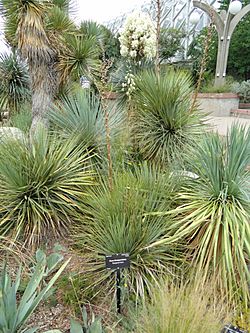 Yucca thompsoniana - Denver Botanic Gardens - DSC00885.JPG