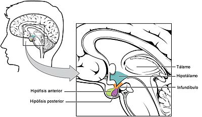 Archivo:1806 The Hypothalamus-Pituitary Complex esp