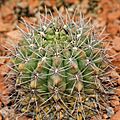 2843 cactus