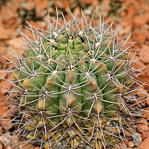 Archivo:2843 cactus