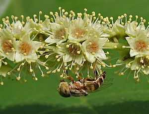 Archivo:A Hoverfly on a Desi Badam (Terminalia catappa) in Hyderabad, AP W IMG 0494