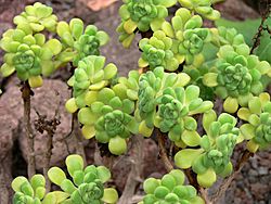 Aeonium lindleyi P1050450.JPG