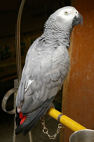 African grey parrot - Shanghai - 20090628 0511.jpg
