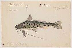 Aguarunichthys torosus (Santarem, Brazil, 26 August 1865).jpg