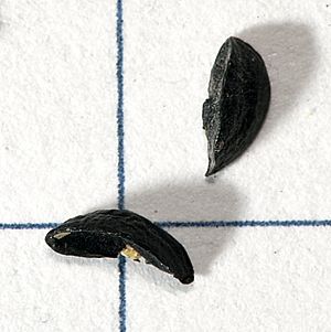 Archivo:Allium.schoenoprasum.seeds